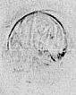 Eget segl benyttet 26. april 1624 (Vedlegg x til Fogderegnskap Moss 1623-24)